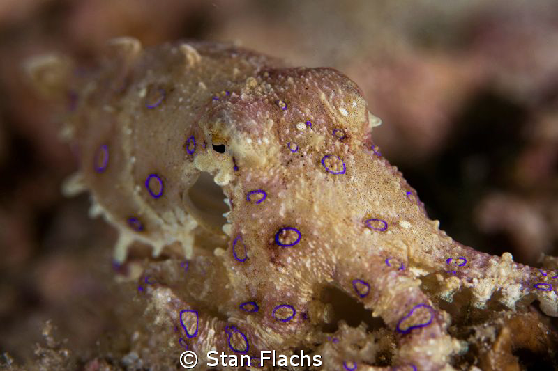 Tiny, beautiful and deadly blue-ringed octopus by Stan Flachs 