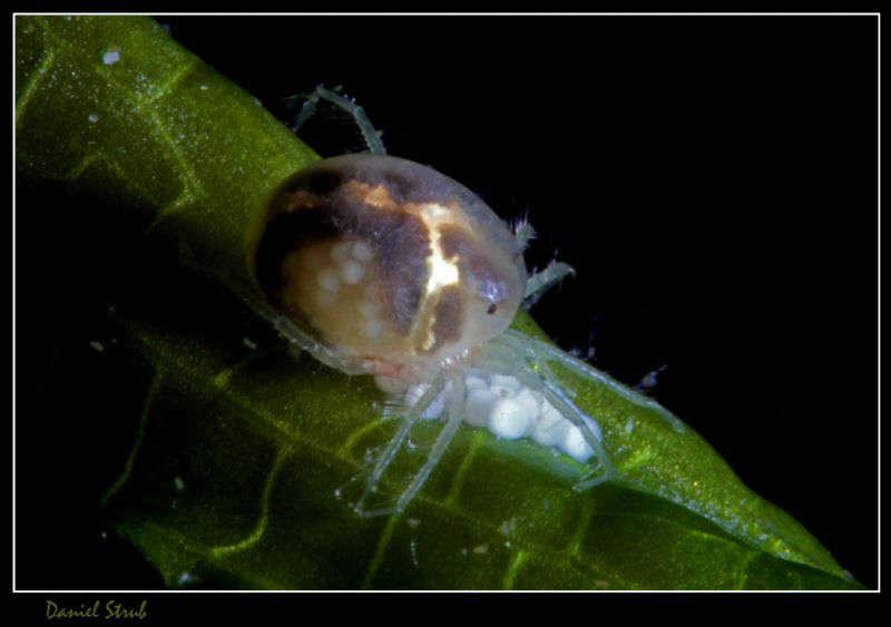 Water mite with eggs :-D (100 mm macro & subsee +10 wetdi... by Daniel Strub 