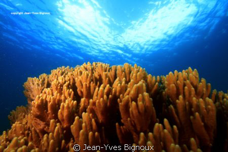 Mauritius Soft Coral at Balaclava Northern Mauritius dive... by Jean-Yves Bignoux 