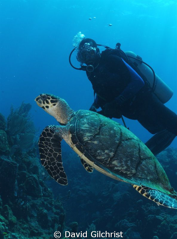 Turtle Encounter,Roatan Honduras-SeaLife DC 1000/ by David Gilchrist 