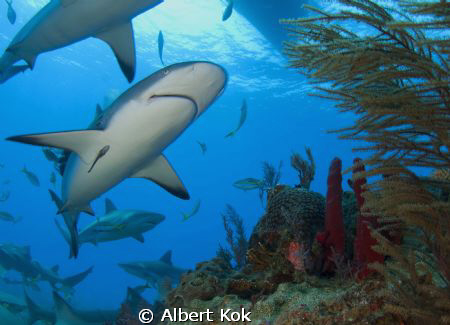 carribean reef sharks around coral head by Albert Kok 