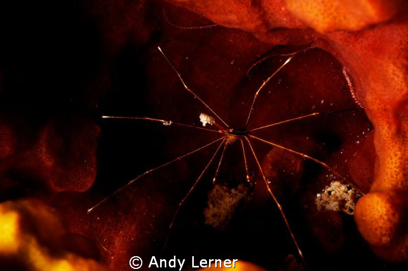 Arrow crab in asponge by Andy Lerner 