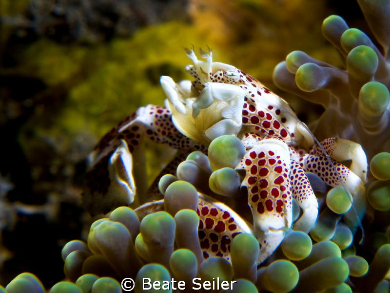 Porcelan crab , taken with Canon G10 and UCL165 by Beate Seiler 