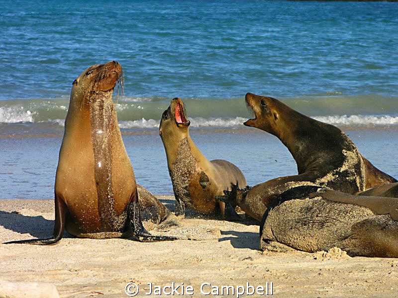 Galapagos Conversation :)
The Galapagos sea lions are ve... by Jackie Campbell 