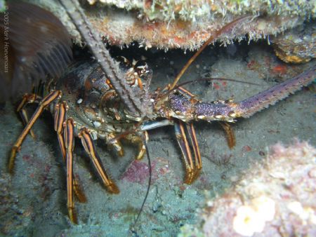 Spiny Lobster. West Palm Beach, Florida. by Mark Hoevenaars 