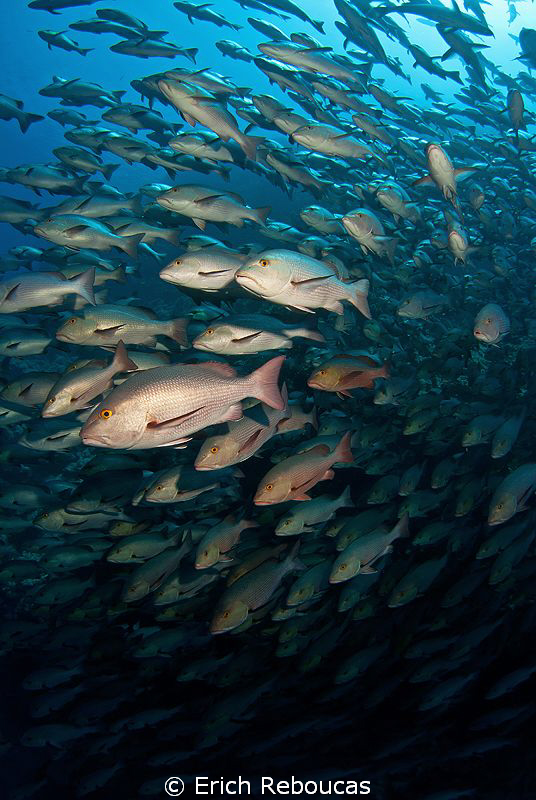 Rush hour - Snapper spawning by Erich Reboucas 
