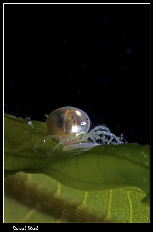 Water mite and eggs :-D (100mm & +10 subsee WD) by Daniel Strub 
