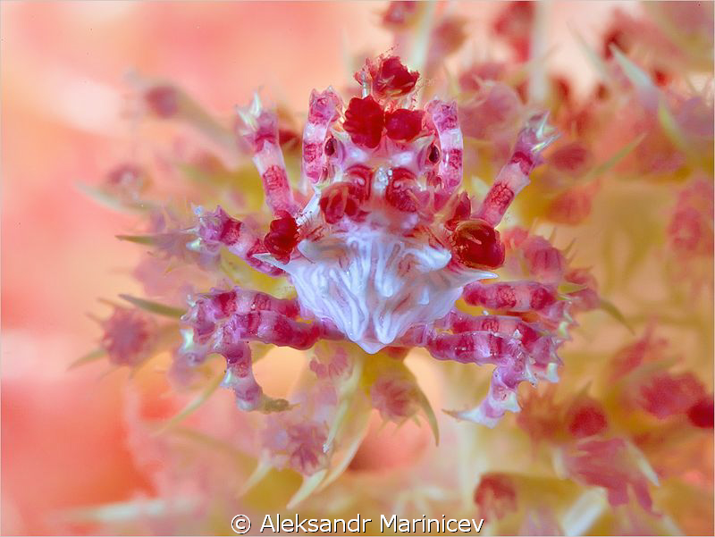 Soft Coral "Candy" Crab.
Canon 1Ds MarkII, EF 100 f/2,8 ... by Aleksandr Marinicev 