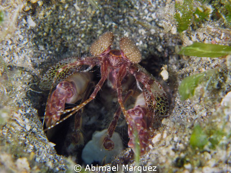 Mantis shrimp by Abimael Márquez 