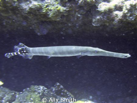 Trumpet Fish off Los Christianos Tenerife
Photo taken at... by Ally Smith 