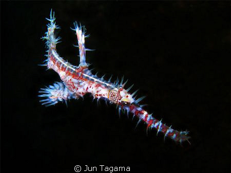 Ornate Ghost Pipefish(Solenostomus paradoxus) with G12 UC... by Jun Tagama 
