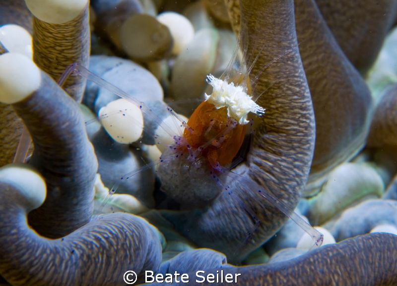 Popcorn shrimp with eggs, taken with Conon G10 and 
2 X ... by Beate Seiler 