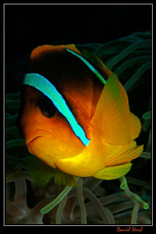 Close-up of a clown-fish :-D by Daniel Strub 