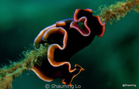 Beautiful flatworm . by Shauming Lo 