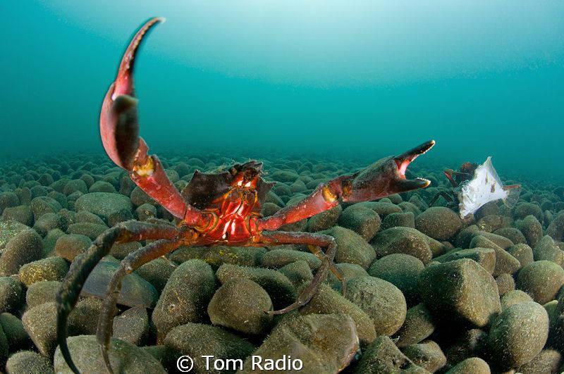 Kelp crabs defending their meal.
Seattle, WA, U.S.A. by Tom Radio 