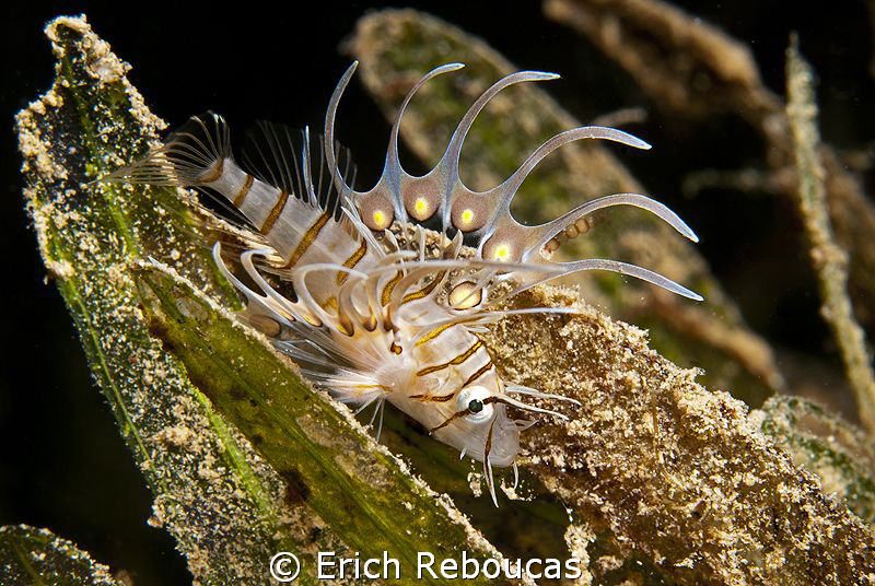 Baby lionfish. A bit bigger than the leaf of seagrass. by Erich Reboucas 
