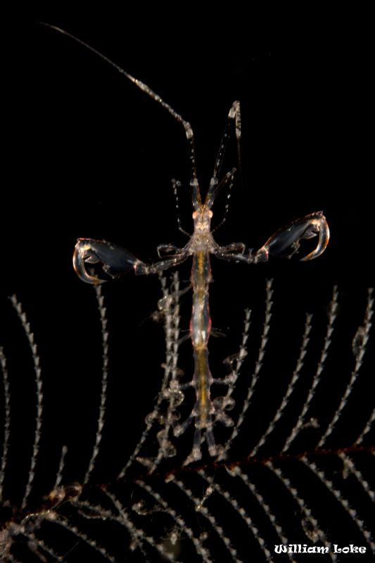 Skeleton Shrimp (Posing With Open Arms) by William Loke 