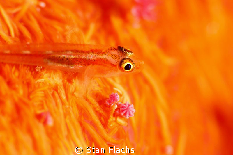 goby on soft coral, 100mm + 10D Subsee by Stan Flachs 