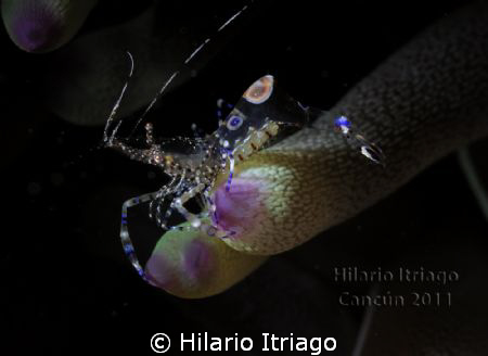 Spotted Cleaner Shrimp, using snoot by Hilario Itriago 
