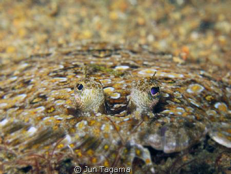Flounders, G12 + UCL165 by Jun Tagama 