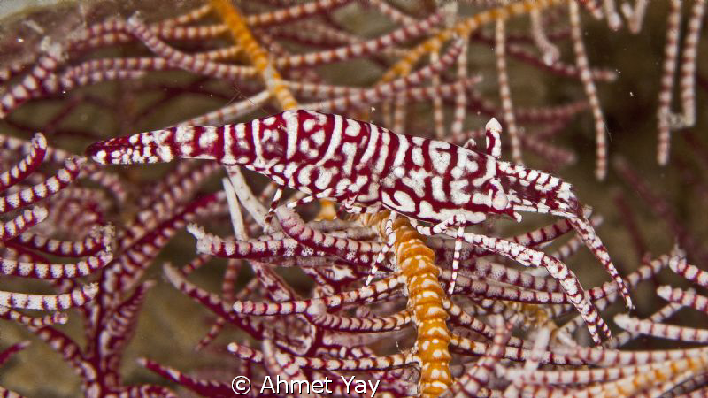 Crinoid shrimp in the feather seastar...:) by Ahmet Yay 