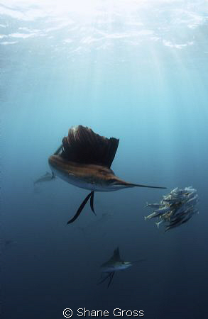 Atlantic Sailfish feeding off Isla Mujeres. Nikon D90, To... by Shane Gross 