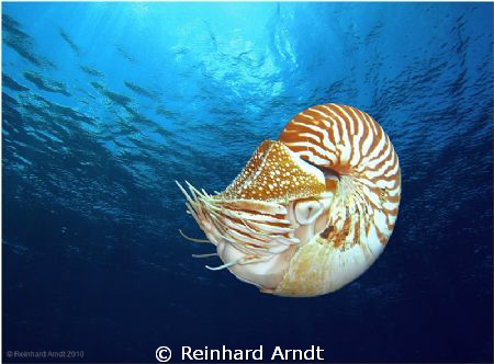 - Nautilus -
Nautilus belauensis, also known as the Pala... by Reinhard Arndt 
