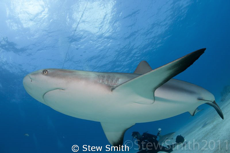 A Caribbean Reef Shark at close range by Stew Smith 