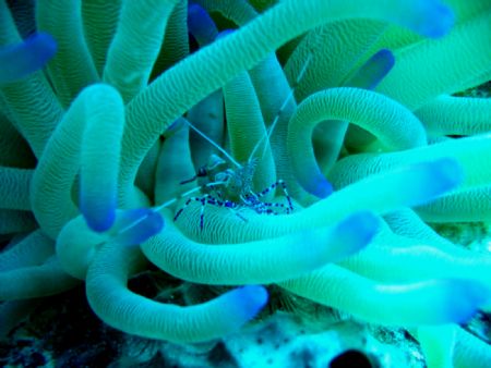 Blue shrimp. Bonaire. Canon A65. by Craig Montgomery 