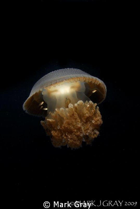 "Glowing Response"....Jellyfish and Friends by Mark Gray 