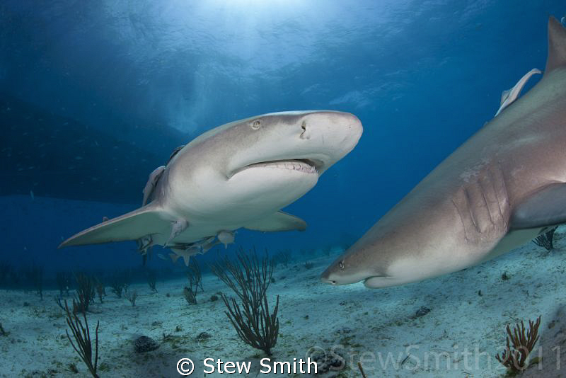 2 Lemon Sharks sniff out the bait at Tiger Beach by Stew Smith 