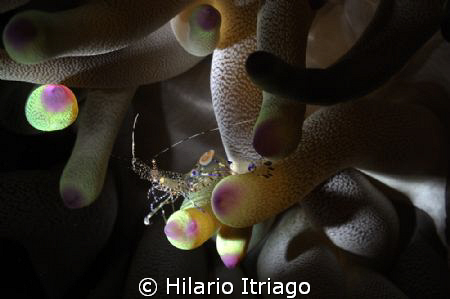 Spotted Cleanner Shrimp . Snoot photography, 60 mm lens, ... by Hilario Itriago 