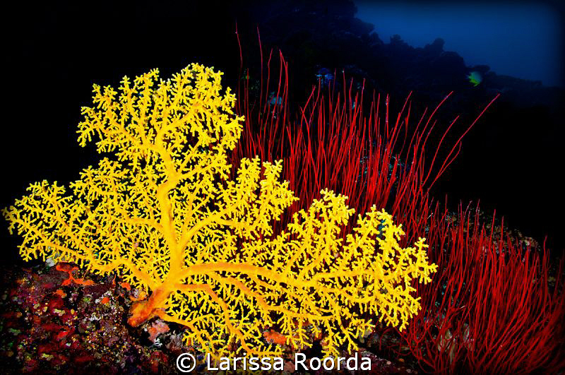Yellow and Red by Larissa Roorda 