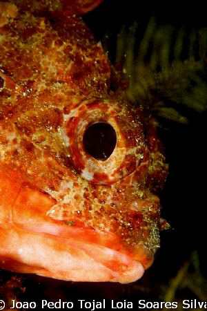 Scorpionfish (Scorpaena notata) shot using a Canon EOS 35... by Joao Pedro Tojal Loia Soares Silva 