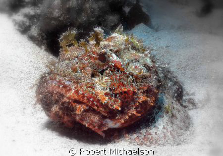 Scorpionfish at Cayman Brac. Soft focus, deleted some color. by Robert Michaelson 