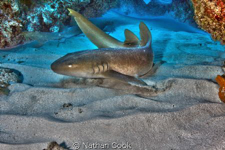A Nurse Shark shows off for the camera by Nathan Cook 