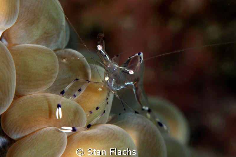 shrimp on bubbles by Stan Flachs 