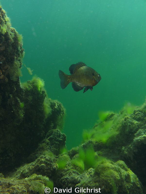 Sunfish swims past quarry wall. by David Gilchrist 