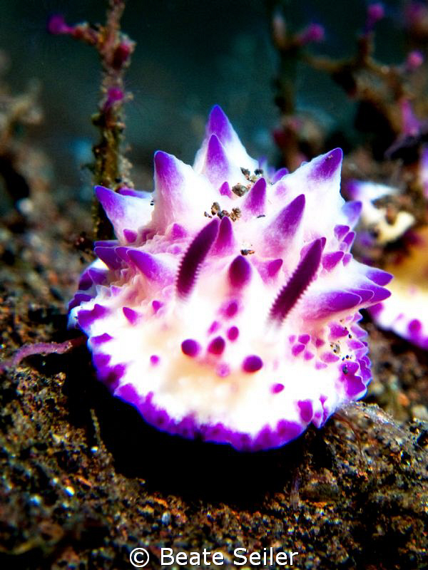 Beauty nudi, taken with Canon G10 and UCL165 by Beate Seiler 