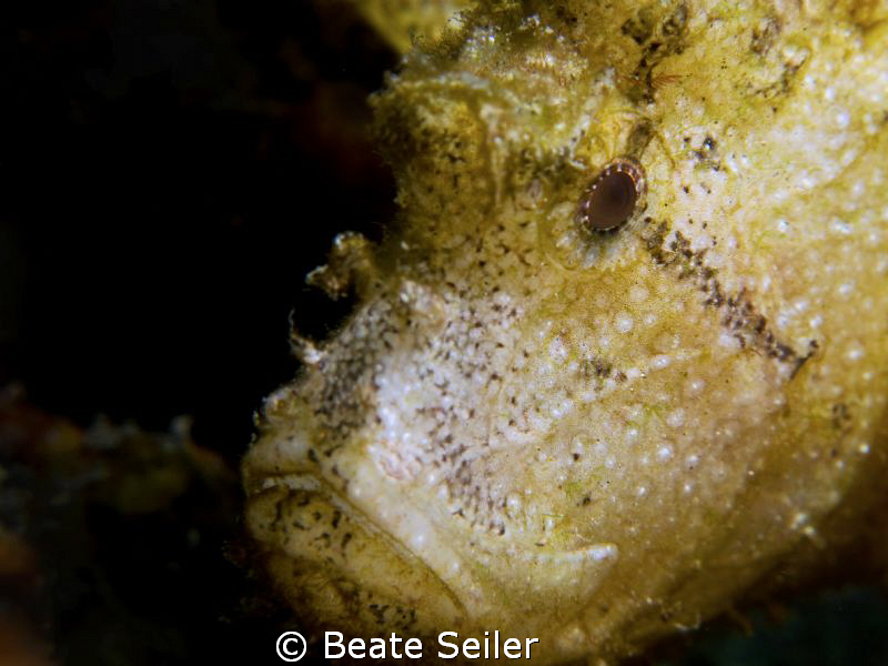Leaf scorpion fish , taken with canon G10 and UCL165 by Beate Seiler 