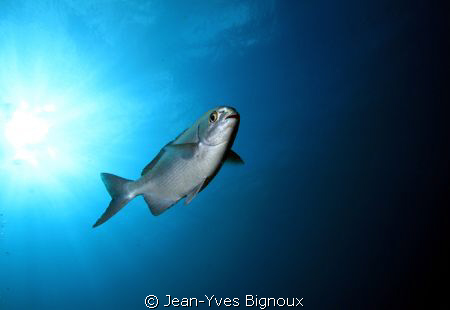 Kingfish Mauritius Island Flic en Flac by Jean-Yves Bignoux 