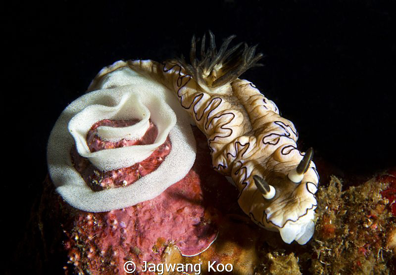 Nudibrancia With Eggs by Jagwang Koo 