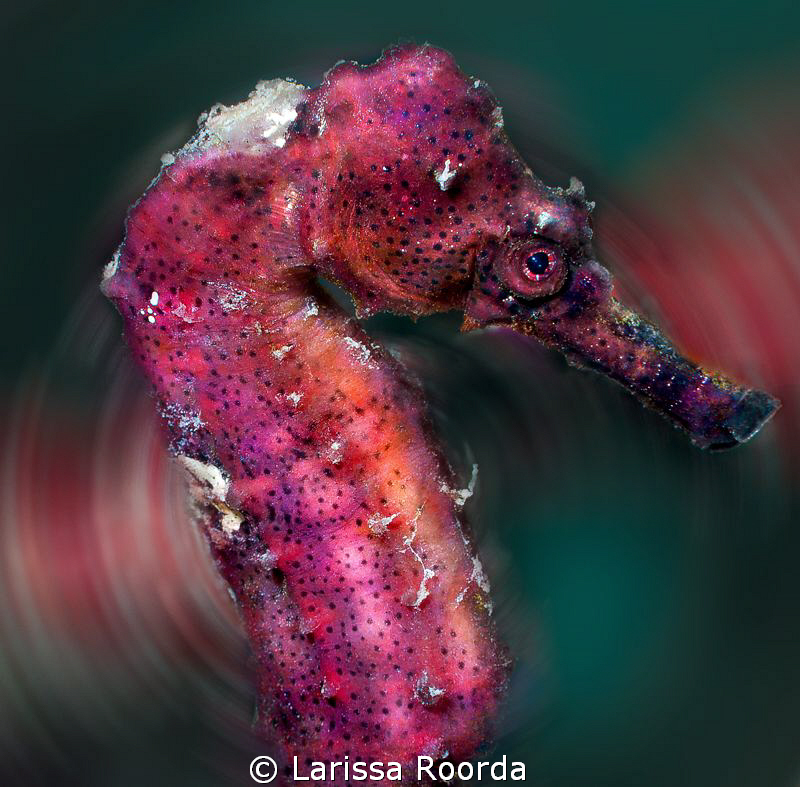 "Henrietta"      Seahorses are always fun.  [background e... by Larissa Roorda 