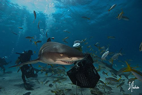 The Lemon Sharks of Tiger Beach seem to sneak around and ... by Steven Anderson 