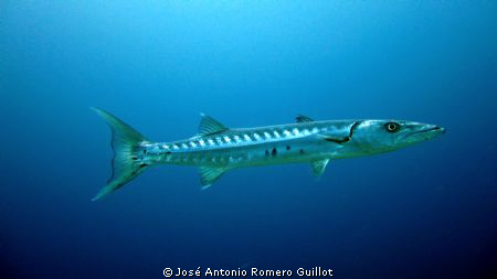 Great Barracuda, Tongue of the Ocean, Andros Island Bahamas by José Antonio Romero Guillot 