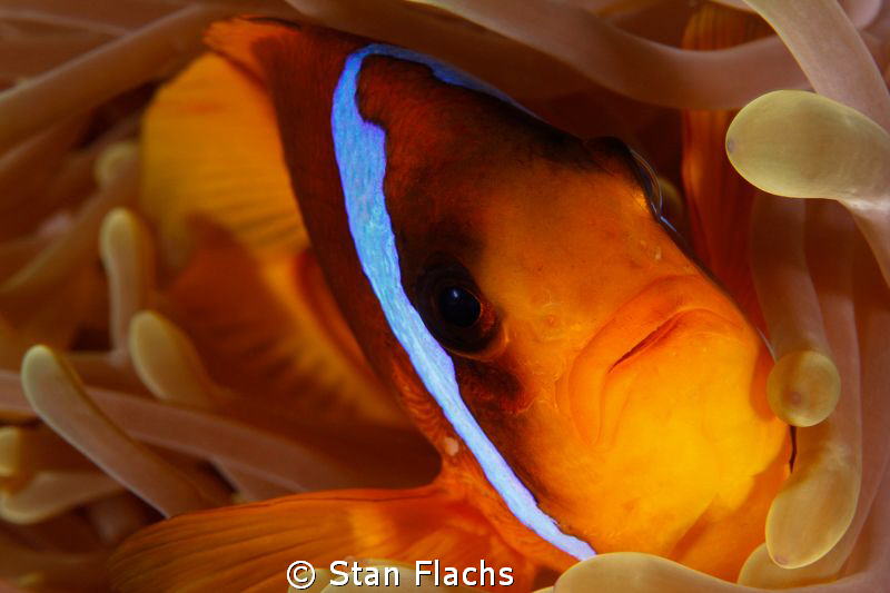 Red Sea anemonefish, no crop by Stan Flachs 