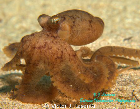 Caribbean Baby Octopus at Crash Boat Dive site in Aguadil... by Victor J. Lasanta 