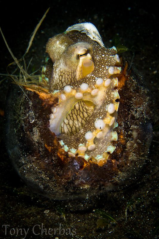 Coconut Octopus found in a coconut shell of all places :) by Tony Cherbas 