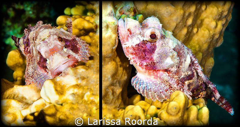 If there ever was a cute Stonefish, this juvenile might j... by Larissa Roorda 
