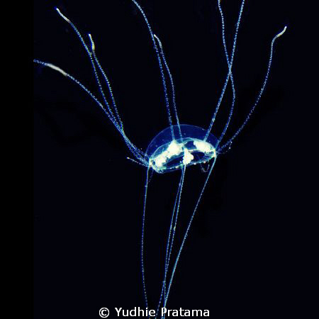 Jellyfish by Yudhie Pratama 